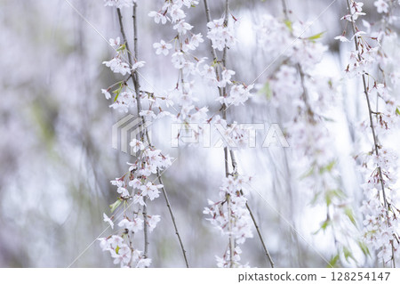 津輕之春:垂枝櫻花 津輕之春:垂枝櫻花 128254147