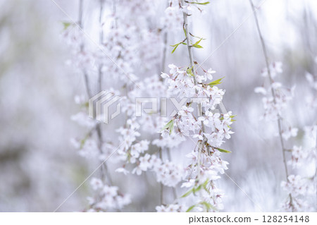 津輕之春:白天的垂枝櫻花 津輕之春:白天的垂枝櫻花 128254148