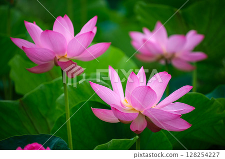 Ancient lotus glow Ancient lotus glow 128254227