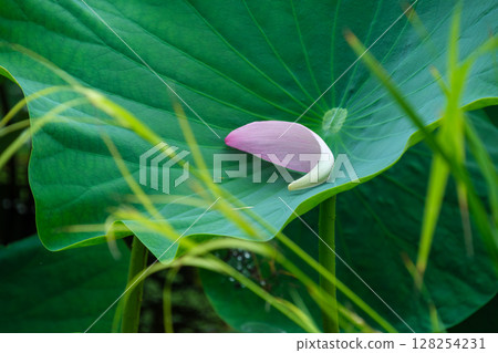 Ancient lotus petal 128254231
