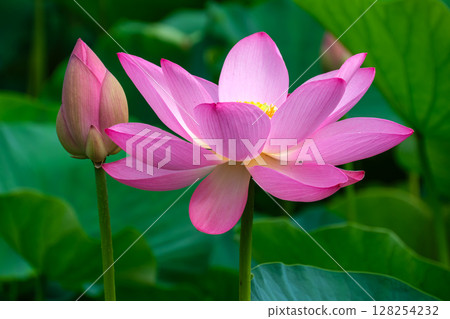 Flowers and buds Flowers and buds 128254232