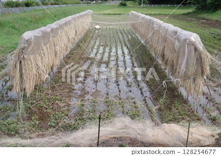 可惜曬稻子的時候下雨了。 128254677