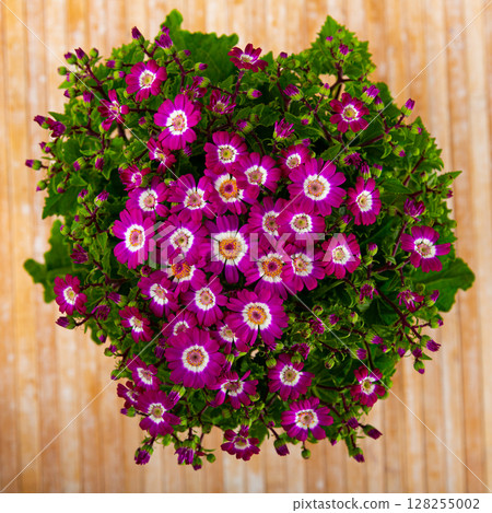 Colorful beautiful pink cineraria flowers Colorful beautiful pink cineraria flowers 128255002