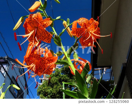 Early summer flowers: Tiger lilies in full bloom: Canopy lilies Early summer flowers: Tiger lilies in full bloom: Canopy lilies 128255060