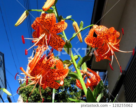 Early summer flowers: Tiger lilies in full bloom: Canopy lilies Early summer flowers: Tiger lilies in full bloom: Canopy lilies 128255062