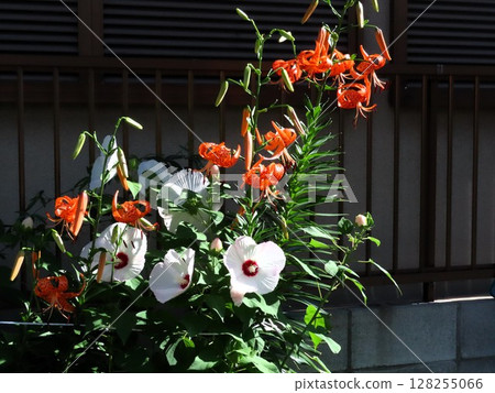 Early summer flowers: Dan's tiger lilies & Hibiscus monadelphus: canopy lilies 128255066