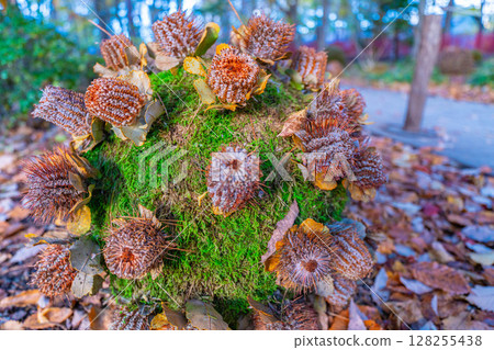 [Autumn Material] Karuizawa scenery shrouded in mist during the autumn foliage season [Nagano Prefecture] 128255438