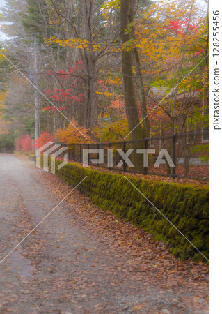 【秋色素材】紅葉季節,輕井澤霧氣繚繞的景色【長野縣】 【秋色素材】紅葉季節,輕井澤霧氣繚繞的景色【長野縣】 128255456