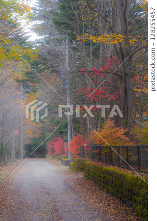 【秋色素材】紅葉季節,輕井澤霧氣繚繞的景色【長野縣】 【秋色素材】紅葉季節,輕井澤霧氣繚繞的景色【長野縣】 128255457