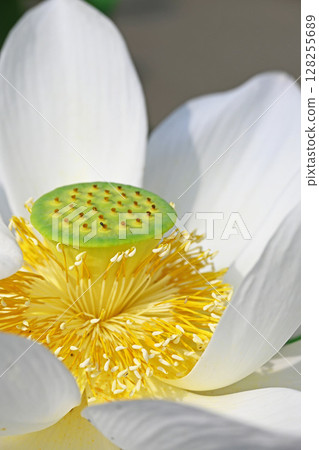 Lotus flower  128255689