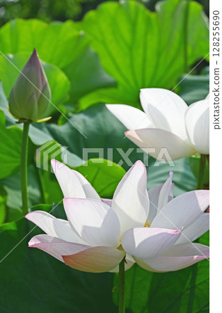 Lotus flower  128255690