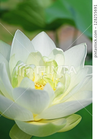 Lotus flower  128255691