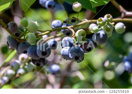 Southern Highbush Blueberry Southern Highbush Blueberry 128255810