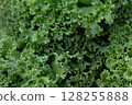 Close-up of vibrant green curly lettuce leaves showing fresh texture. Close-up of vibrant green curly lettuce leaves showing fresh texture. 128255888