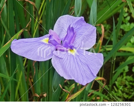 伊豆高原菖蒲花園 伊豆高原菖蒲花園 128256301