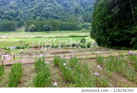 伊豆高原菖蒲花園 伊豆高原菖蒲花園 128256302