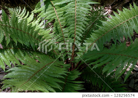 日本鱗毛蕨（鱗毛蕨科），也被稱為藥用植物 128256574