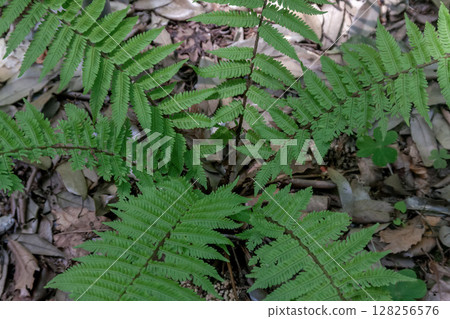 日本鱗毛蕨(鱗毛蕨科),也被稱為藥用植物 日本鱗毛蕨(鱗毛蕨科),也被稱為藥用植物 128256576