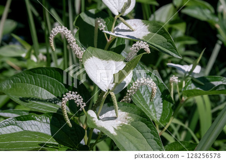 Hangeshoe (Hanaesho) is characterized by its white spots and grows in clusters near water. 128256578