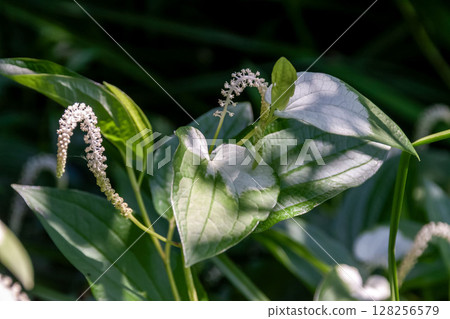 Hangeshoe (Hanaesho) is characterized by its white spots and grows in clusters near water. 128256579
