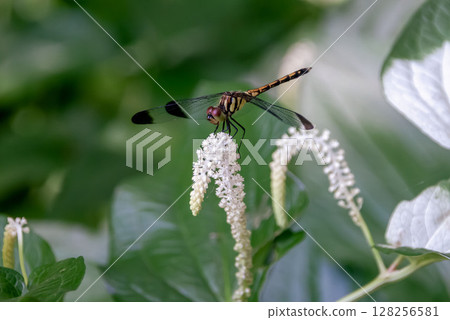 A female dragonfly resting on a flower of the Japanese lanternfly A female dragonfly resting on a flower of the Japanese lanternfly 128256581