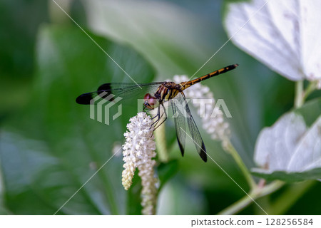 A female dragonfly resting on a flower of the Japanese lanternfly 128256584