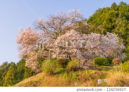 <佐賀郡>嬉野百年櫻花的黎明 <佐賀郡>嬉野百年櫻花的黎明 128256927