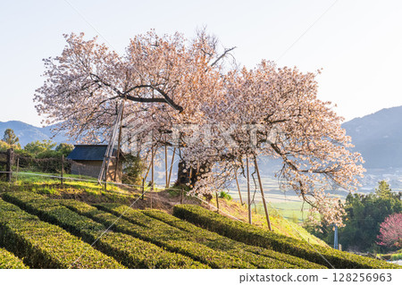 <Saga Prefecture> Ureshino's 100-Year Cherry Blossoms at Dawn 128256963