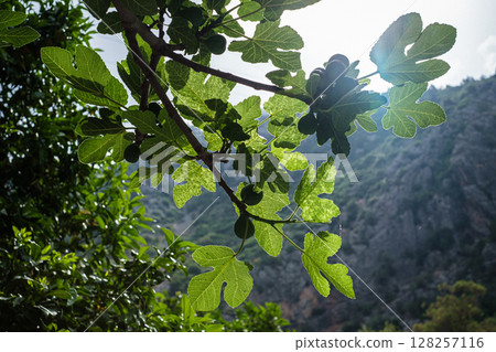 摩洛哥舍夫沙萬無花果樹 128257116