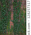 Ivy and bricks 000218 128257317