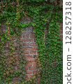 Ivy and bricks 000217 128257318