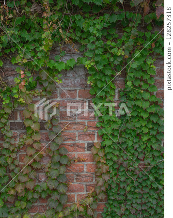 Ivy and bricks 000217 Ivy and bricks 000217 128257318