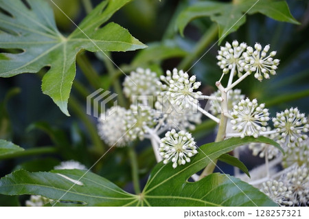 白日期的花 128257321