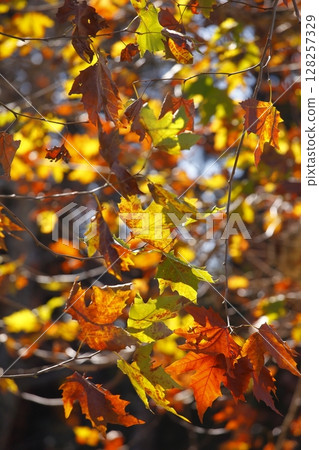 Autumn leaves Platanus leaves Autumn leaves Platanus leaves 128257329