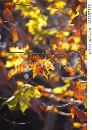秋葉懸鈴木葉子 秋葉懸鈴木葉子 128257330