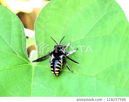 牽牛花葉：昆蟲：白蜂分類：膜翅目（Hymenoptera）> 切葉蜂科 128257586