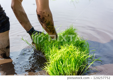 Parent and child rice planting experience 128257752