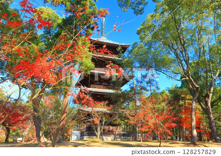 [Kyoto Prefecture] Ninna-ji Temple's five-story pagoda in autumn 128257829