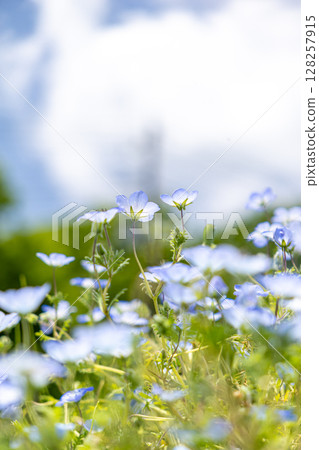 Nemophila blooming towards the sky Nemophila blooming towards the sky 128257915