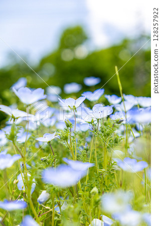 Nemophila flowers are in full bloom Nemophila flowers are in full bloom 128257922