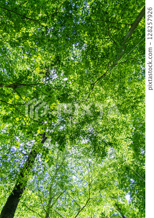 I look up in the forest 128257926