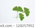 Ginkgo leaves on a white background 128257952