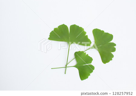 Ginkgo leaves on a white background Ginkgo leaves on a white background 128257952