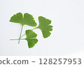Ginkgo leaves on a white background 128257953
