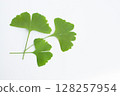 Ginkgo leaves on a white background 128257954