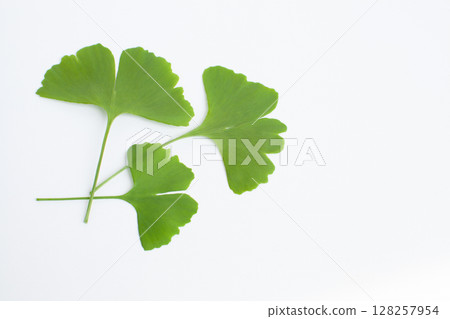 Ginkgo leaves on a white background Ginkgo leaves on a white background 128257954