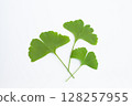 Ginkgo leaves on a white background 128257955