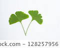 Ginkgo leaves on a white background 128257956