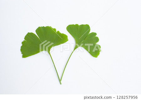 Ginkgo leaves on a white background Ginkgo leaves on a white background 128257956