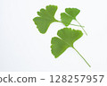 Ginkgo leaves on a white background 128257957